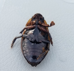 Dytiscus harrisii