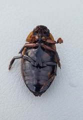 Dytiscus harrisii