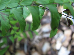 Adiantum viridimontanum
