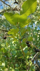 Prunus virginiana