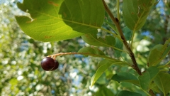 Prunus virginiana
