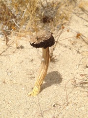Agaricus zelleri