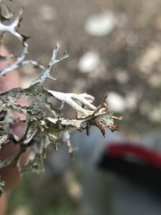 Platismatia stenophylla