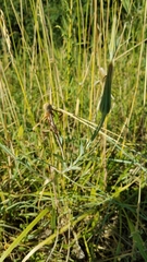 Tragopogon