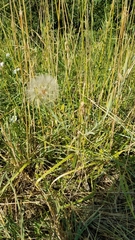 Tragopogon
