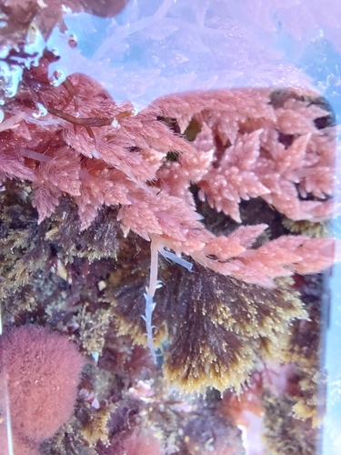 Image of Asparagopsis armata by no rights reserved