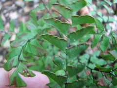 Adiantum viridimontanum
