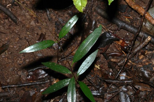 Veinless Silkpod (Parsonsia rotata)