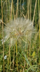 Tragopogon