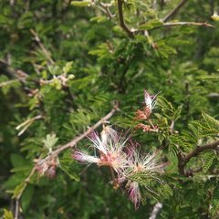 Calliandra eriophylla