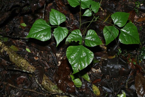 Image of Erythrina vespertilio by (c) Greg Tasney, some rights reserved (CC BY-SA)