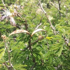 Calliandra eriophylla