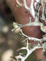 Platismatia stenophylla