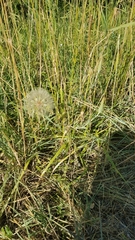 Tragopogon