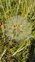Tragopogon