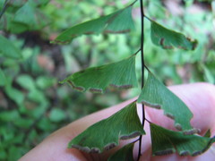 Adiantum viridimontanum