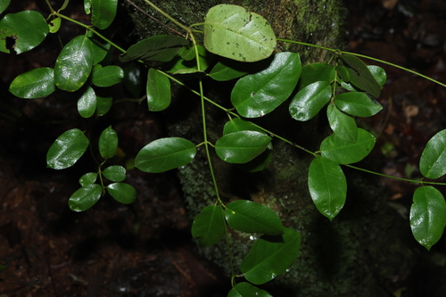 Image of Leichhardtia flavescens by (c) Greg Tasney, some rights reserved (CC BY-SA)