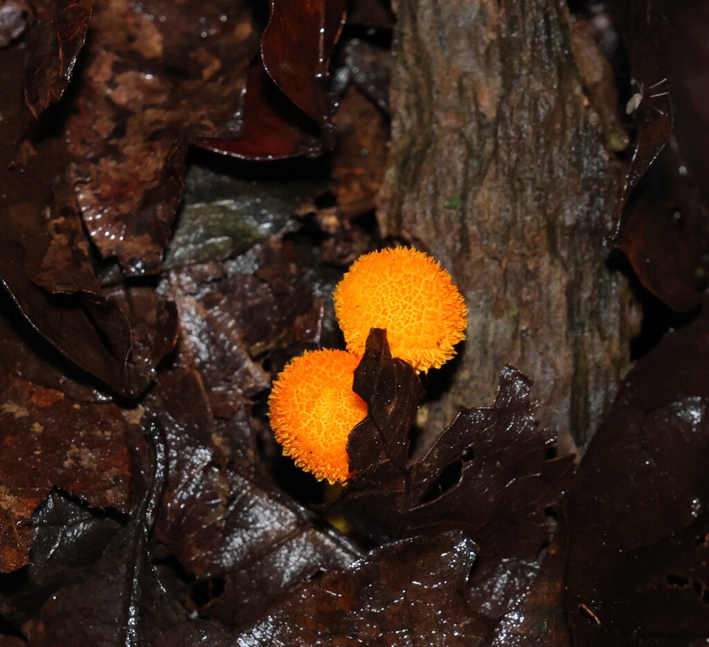 Cyptotrama asprata · March 2025 · photo: © gregtasney (iNaturalist, cc-by-sa)