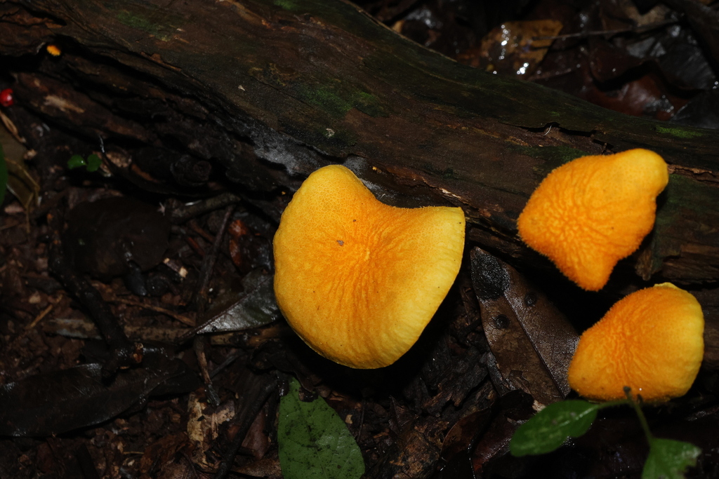 Cyptotrama asprata · March 2025 · photo: © gregtasney (iNaturalist, cc-by-sa)