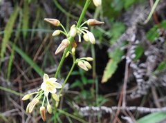 Spathoglottis pubescens
