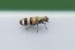 Chaetopsis massyla