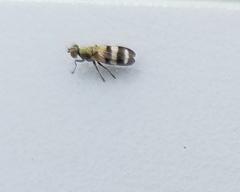 Chaetopsis massyla