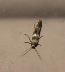 Scythris trivinctella
