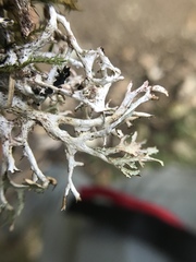 Platismatia stenophylla