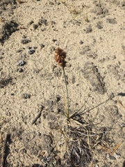 Carex sabulosa
