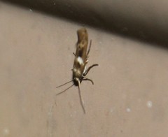 Scythris trivinctella