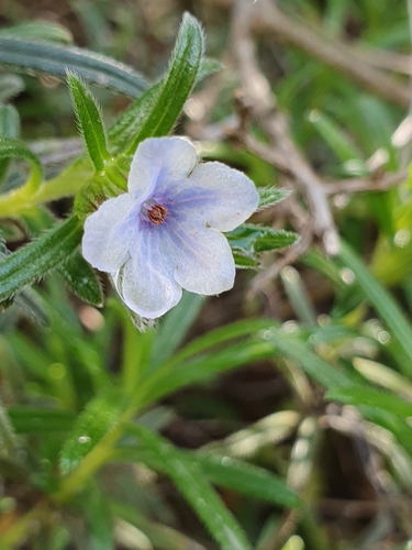 Lithodora zahnii, photograph 3