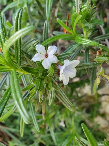 Lithodora zahnii, photograph 4