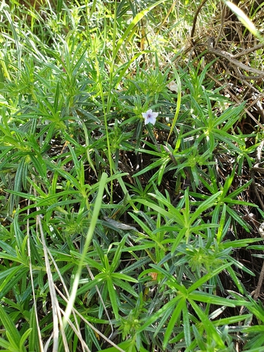 Lithodora zahnii, photograph 5