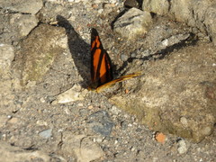 Castilia eranites