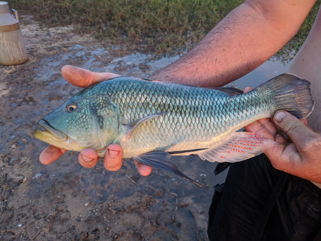 Nembwe (Serranochromis robustus) — Cichlidae