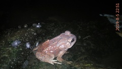 Duttaphrynus melanostictus