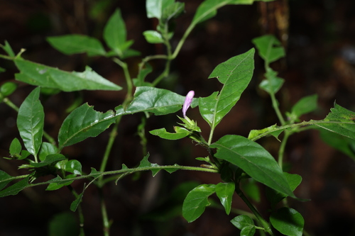 Hypoestes floribunda (Hypoestes floribunda)