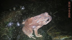 Duttaphrynus melanostictus