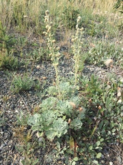 Artemisia alaskana