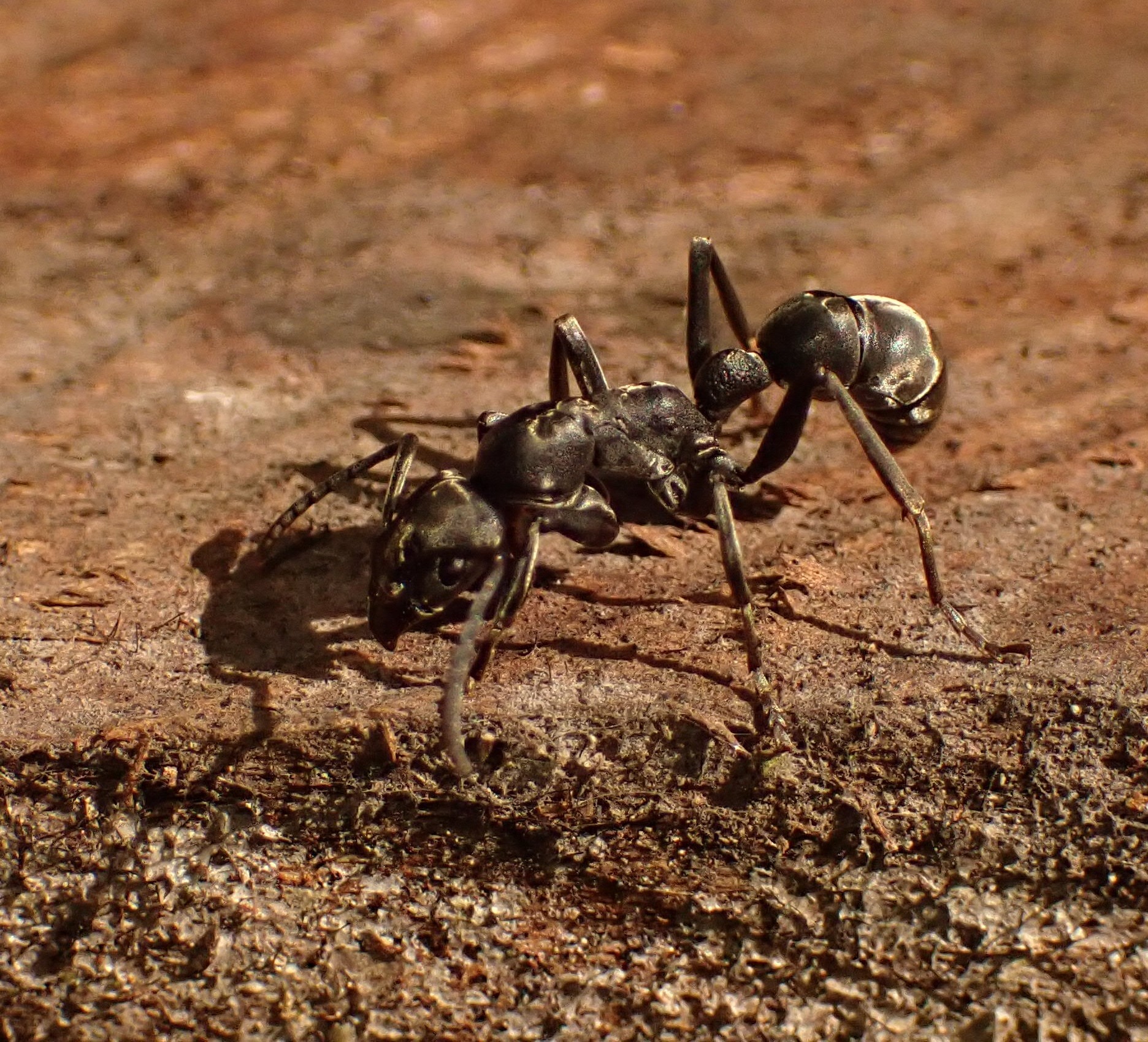 Platythyrea conradti