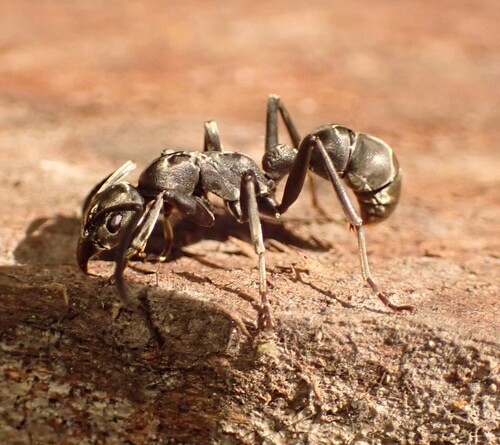Platythyrea conradti