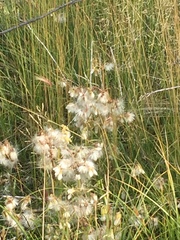 Tephroseris palustris