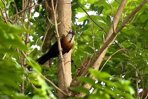 Scale-feathered Malkoha (Dasylophus cumingi) photo