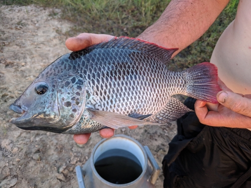 Kafue bream (Oreochromis andersonii) — Cichlidae — 5