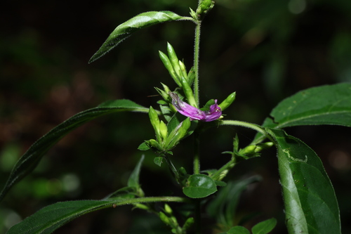 Hypoestes floribunda (Hypoestes floribunda)
