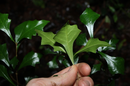 Image of Vitex lignum by (c) Greg Tasney, some rights reserved (CC BY-SA)