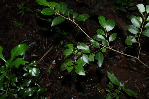 Image of Geijera salicifolia by (c) Greg Tasney, some rights reserved (CC BY-SA)