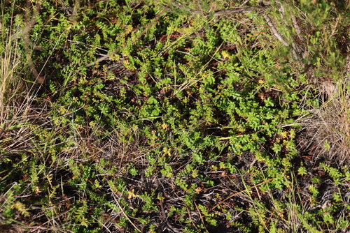 Image of Laurembergia repens by (c) Tony Rebelo, some rights reserved (CC BY-SA)