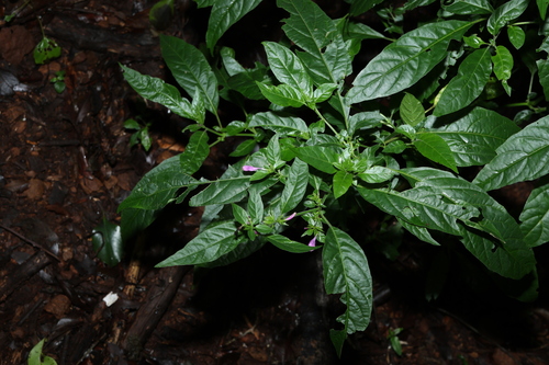 Hypoestes floribunda (Hypoestes floribunda)