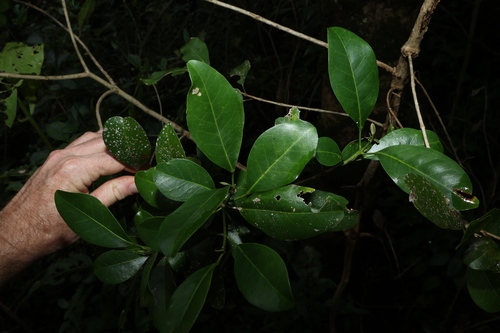 Image of Acronychia laevis by (c) Greg Tasney, some rights reserved (CC BY-SA)